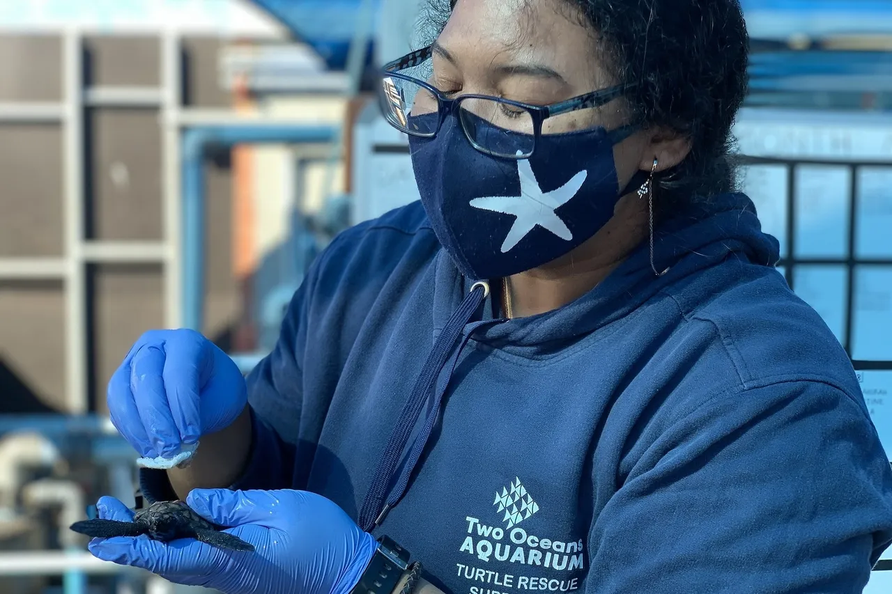 Hatchling Admission M Viljoen 7