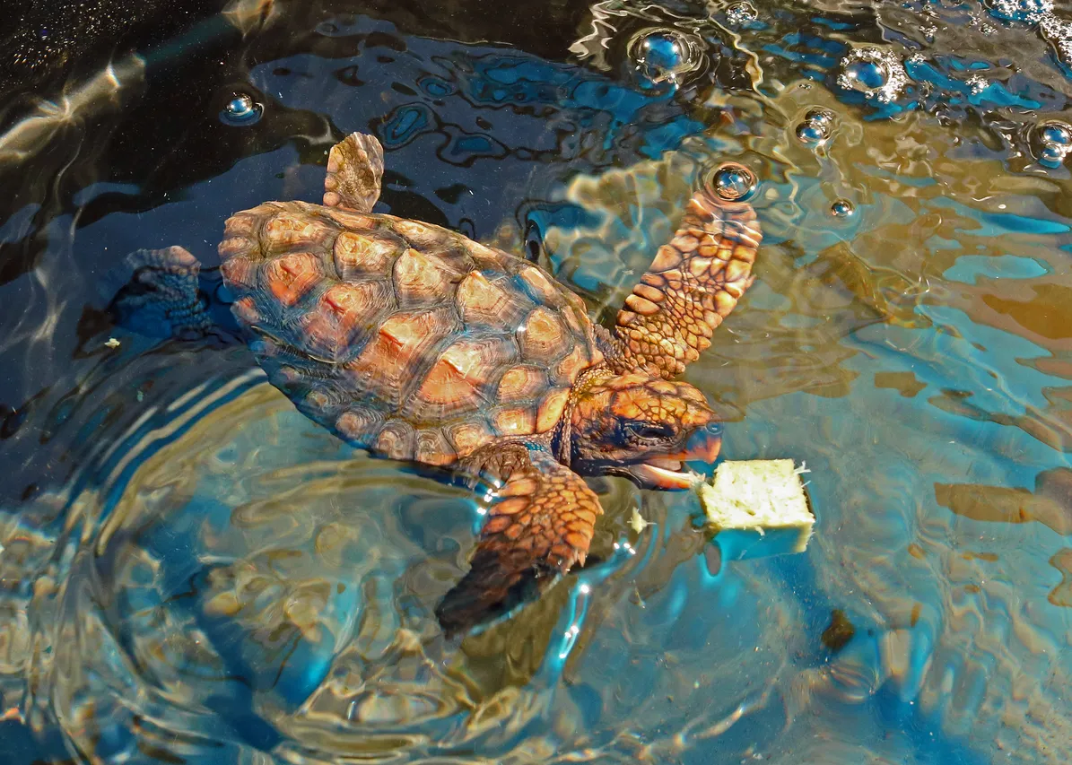 Hatchling Devon Bowen 2