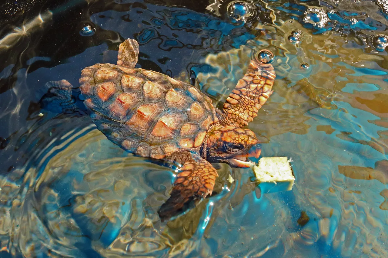 Hatchling Devon Bowen 2