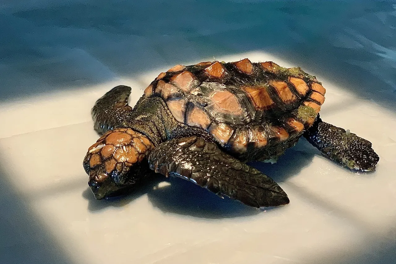 Hatchling Admission M Viljoen 9