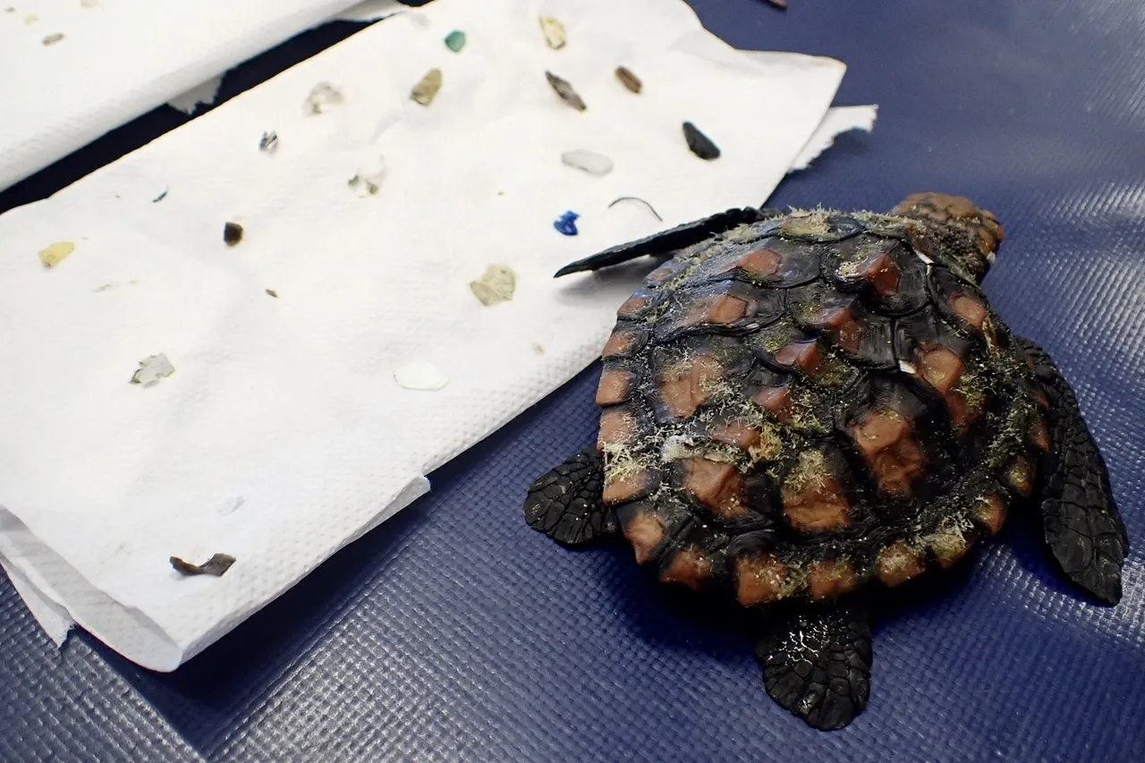 Hatchling Admission M Viljoen 4