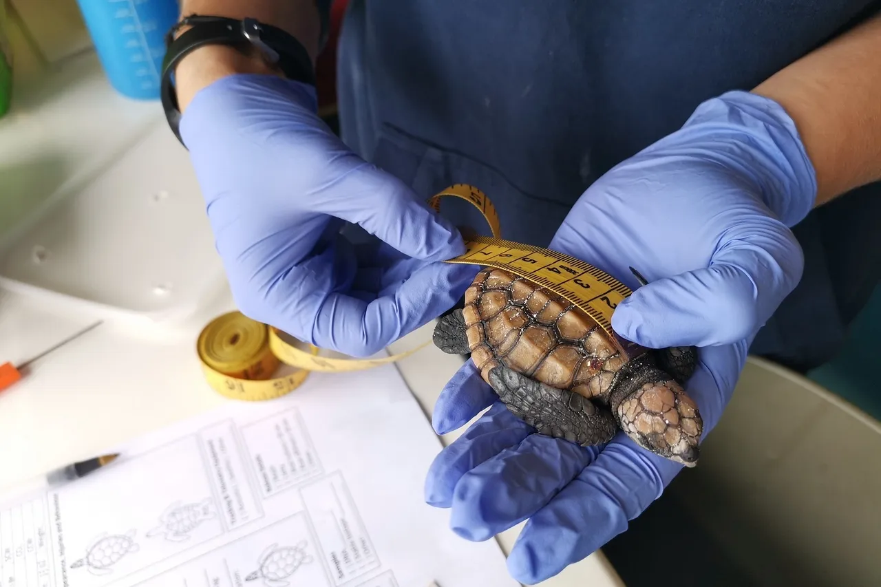 Rehab arrival hatchling Devon Bowen 1