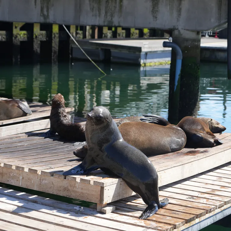 Seals: Media pack