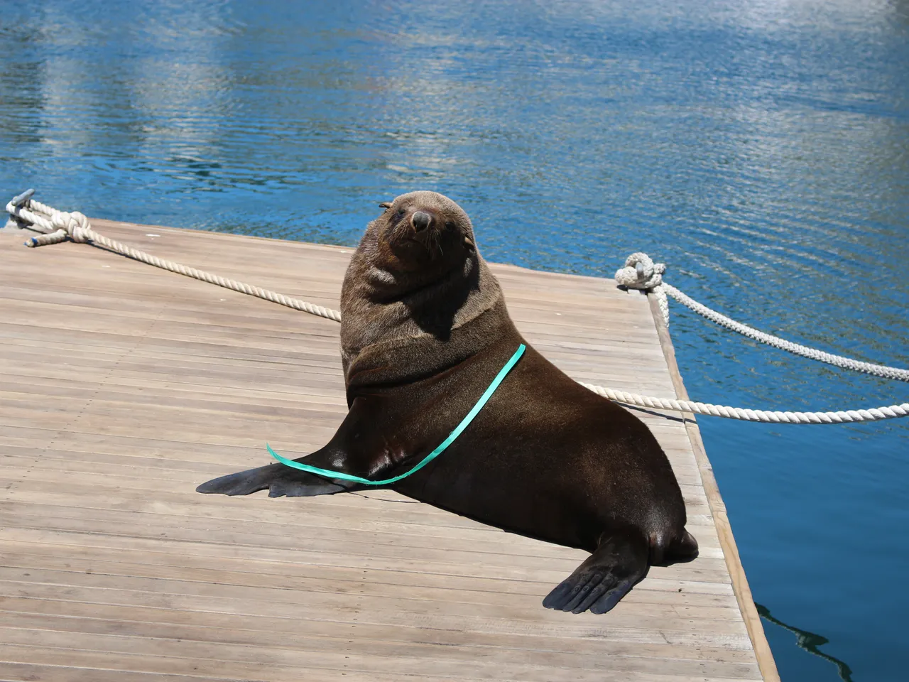 How to help marine animals in distress
