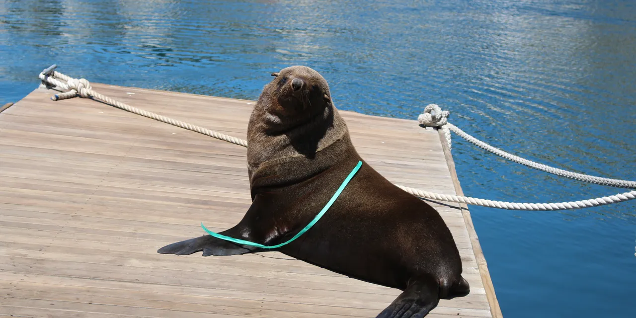 How to help marine animals in distress