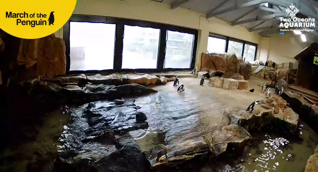 African penguin livestream: keep an eye on our penguin exhibit 24/7