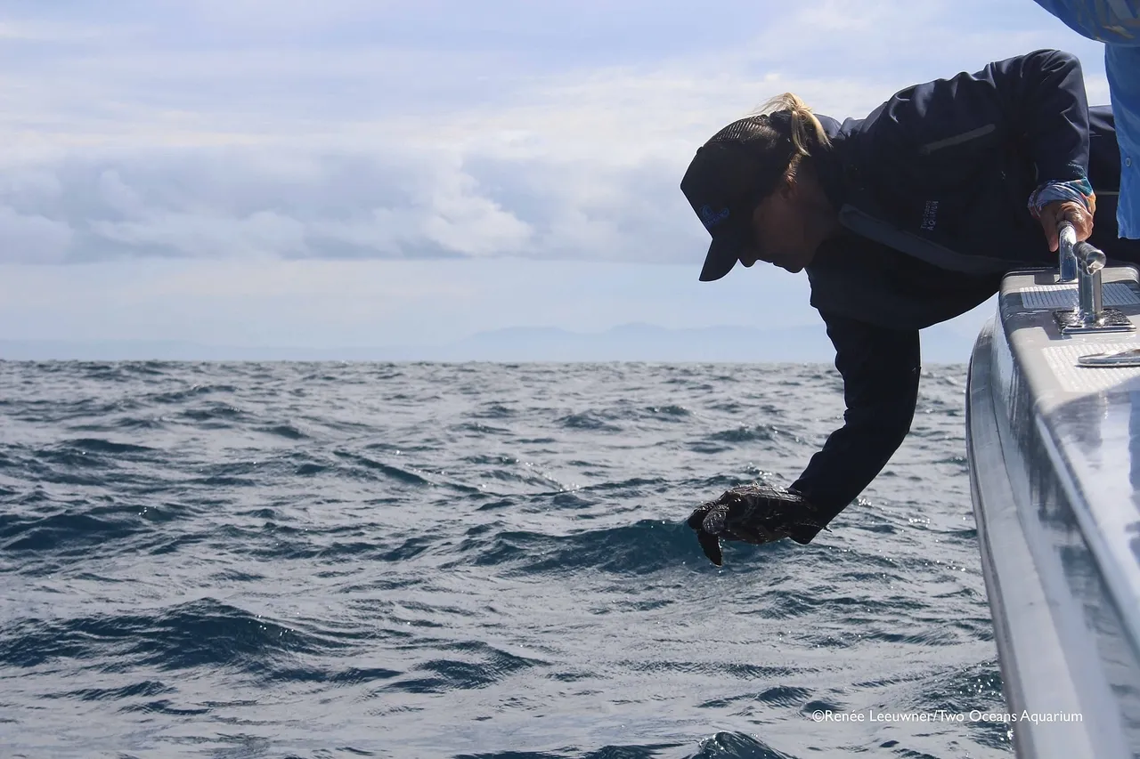 Hatchling release R Leeuwner R Leeuwner