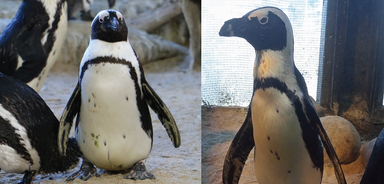 A happy african penguin birthday to luna and makena!