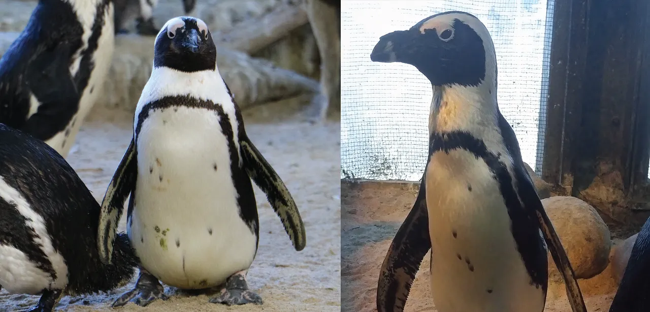 A happy african penguin birthday to luna and makena!