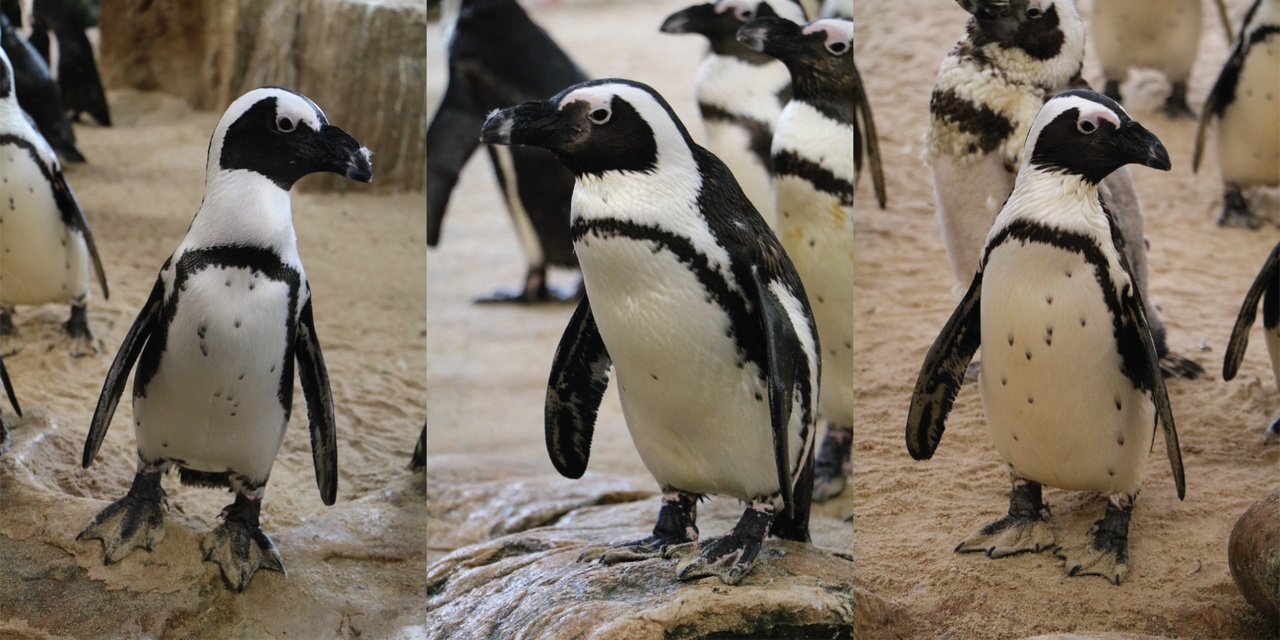 Happy penguin birthday peri, quinn and annuli!