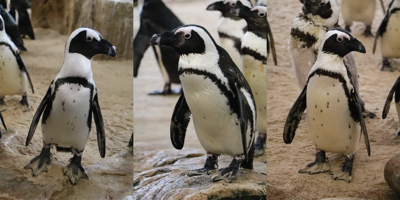 Happy penguin birthday peri, quinn and annuli!