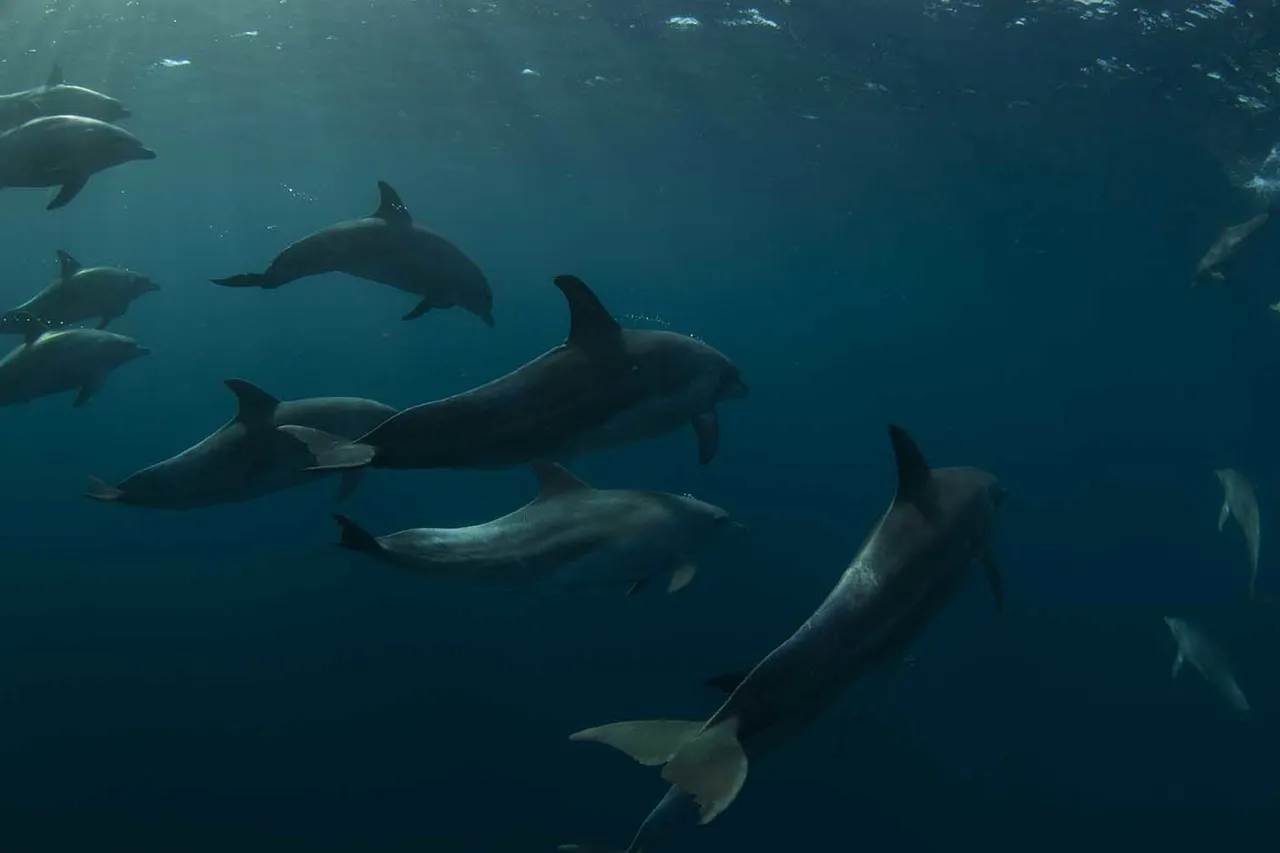 Pondoland mpa steve benjamin bottlenose dolphins web