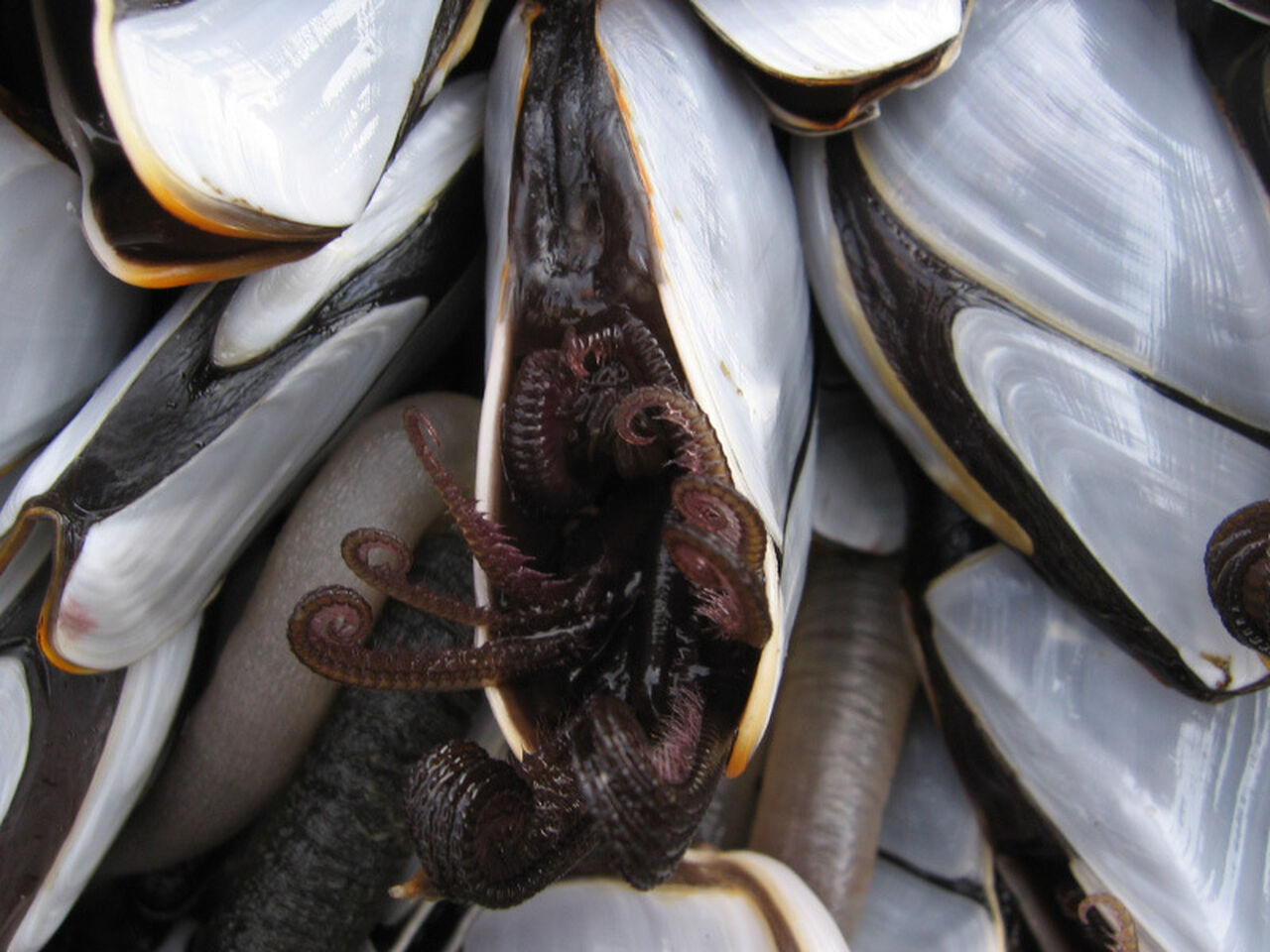 Microscopic marvel: barnacle penises