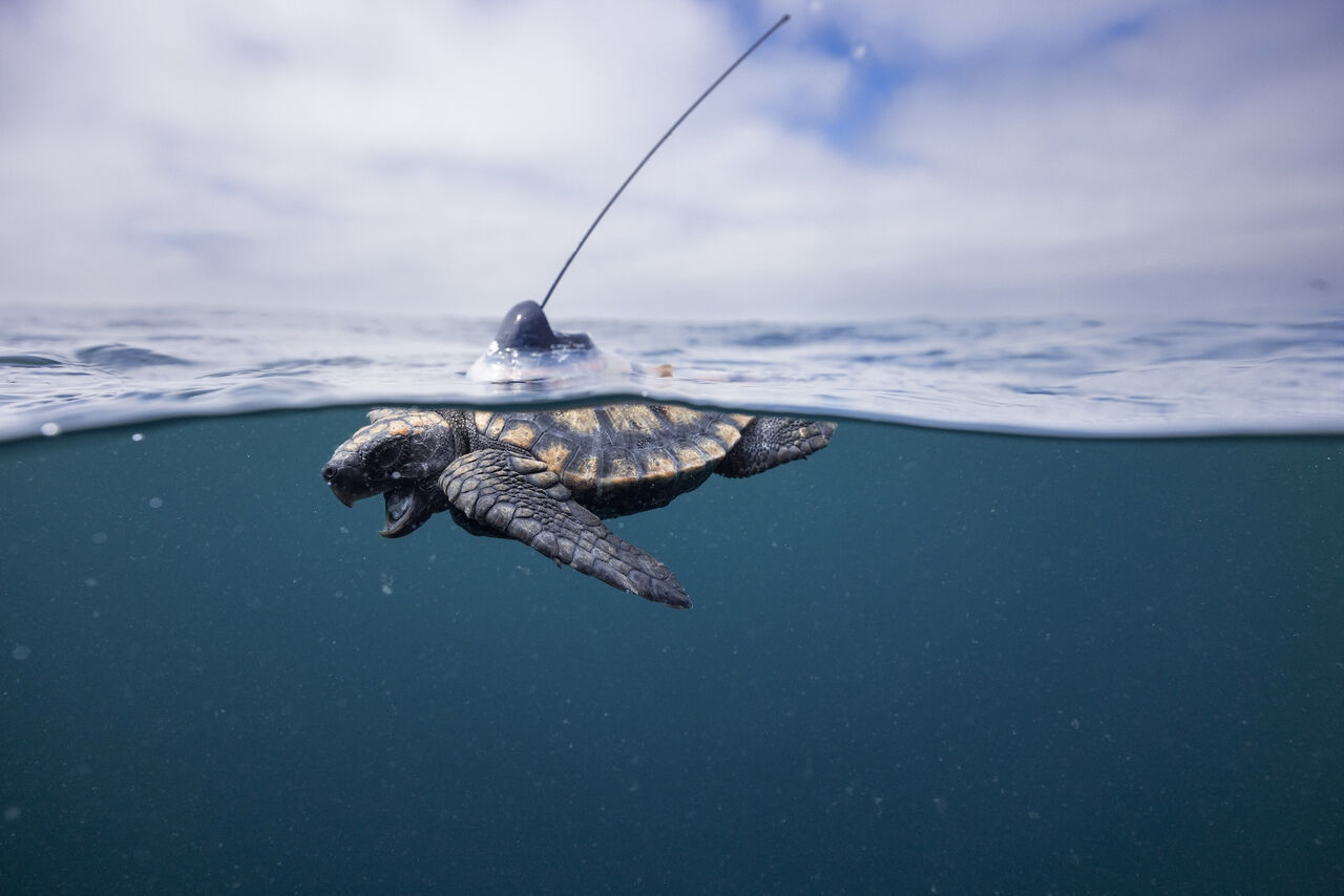 Tracking turtles into their lost years: A report on our satellite-tagged young turtles