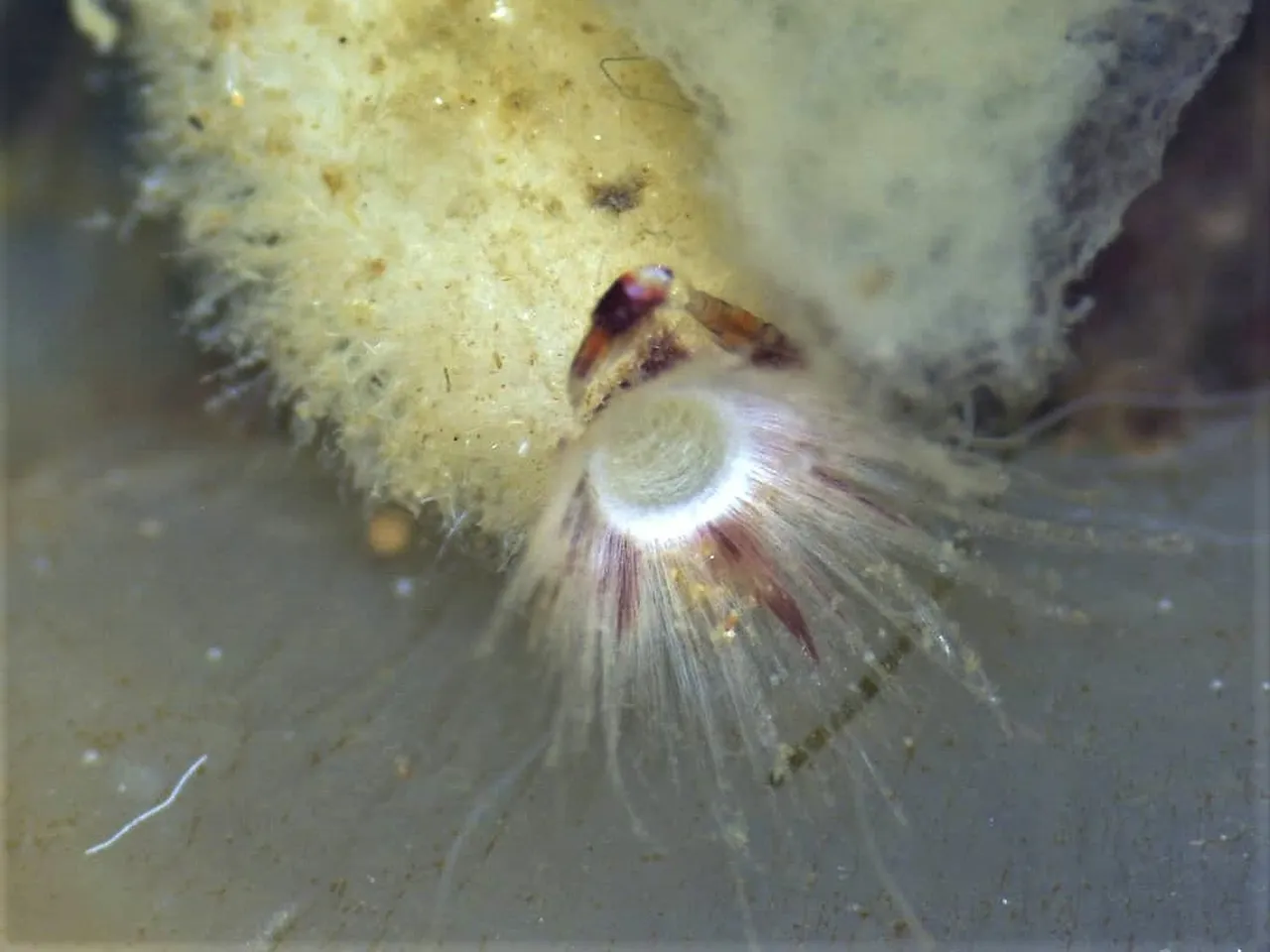 Microscopic marvel: the hairy tube sponge