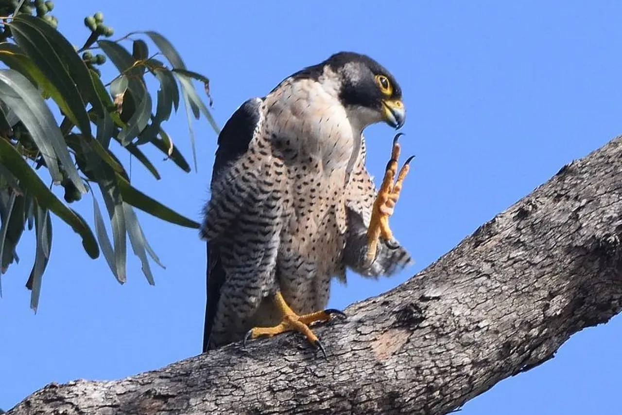 Peregrinefalcon