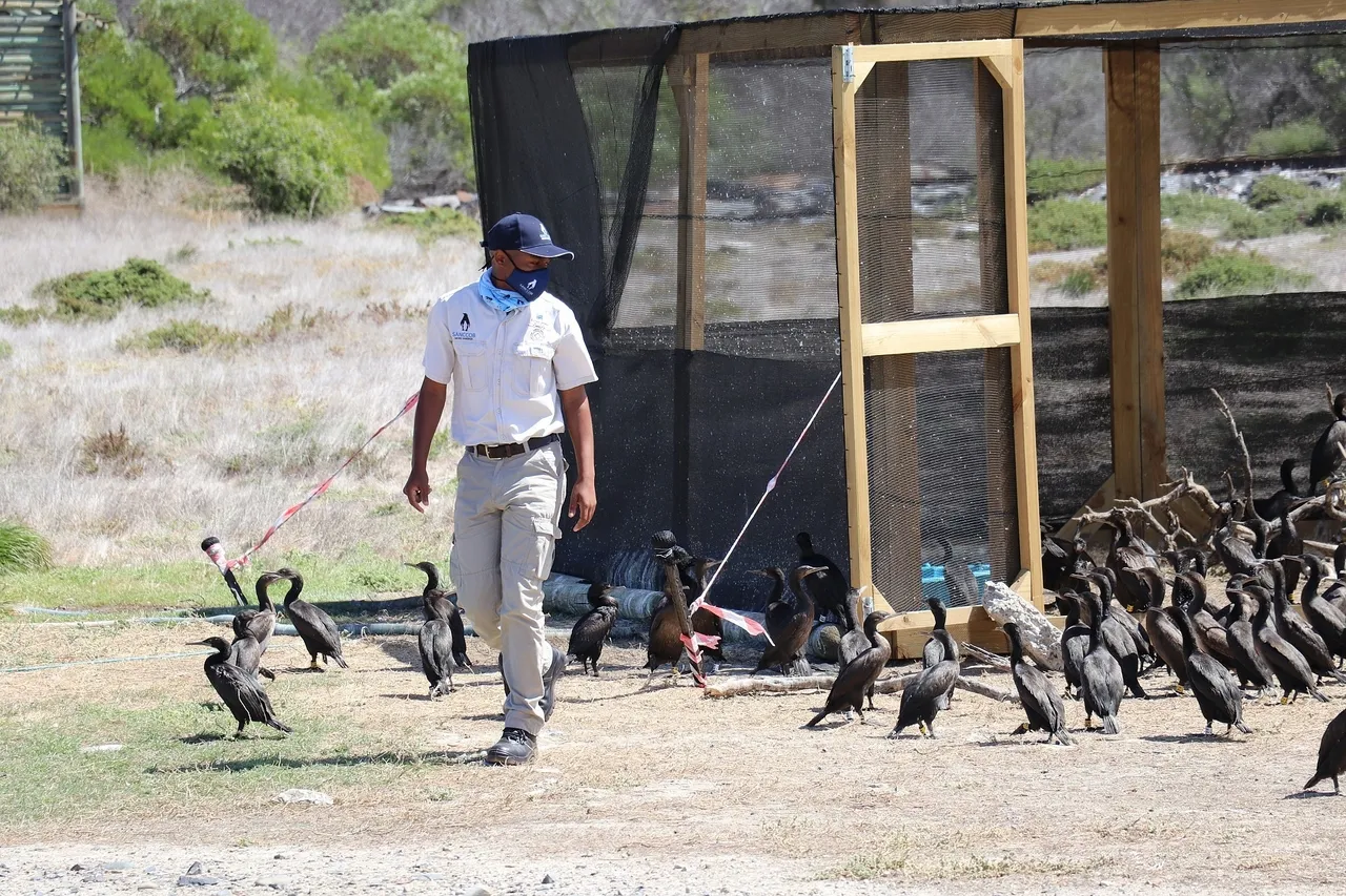 Credit Leon Niel Wauts Ranger releasing at Robben