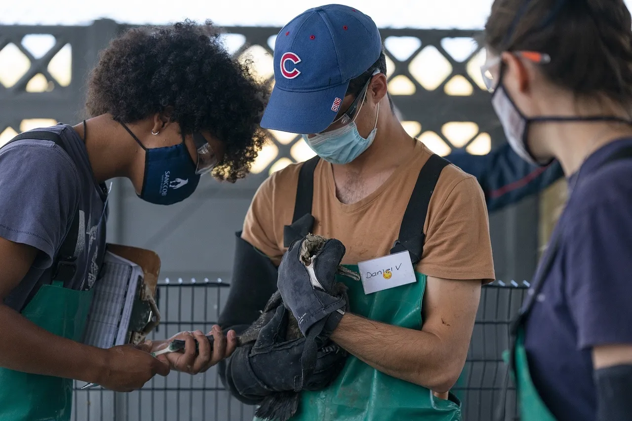 Cormorant Rehabilitation 10