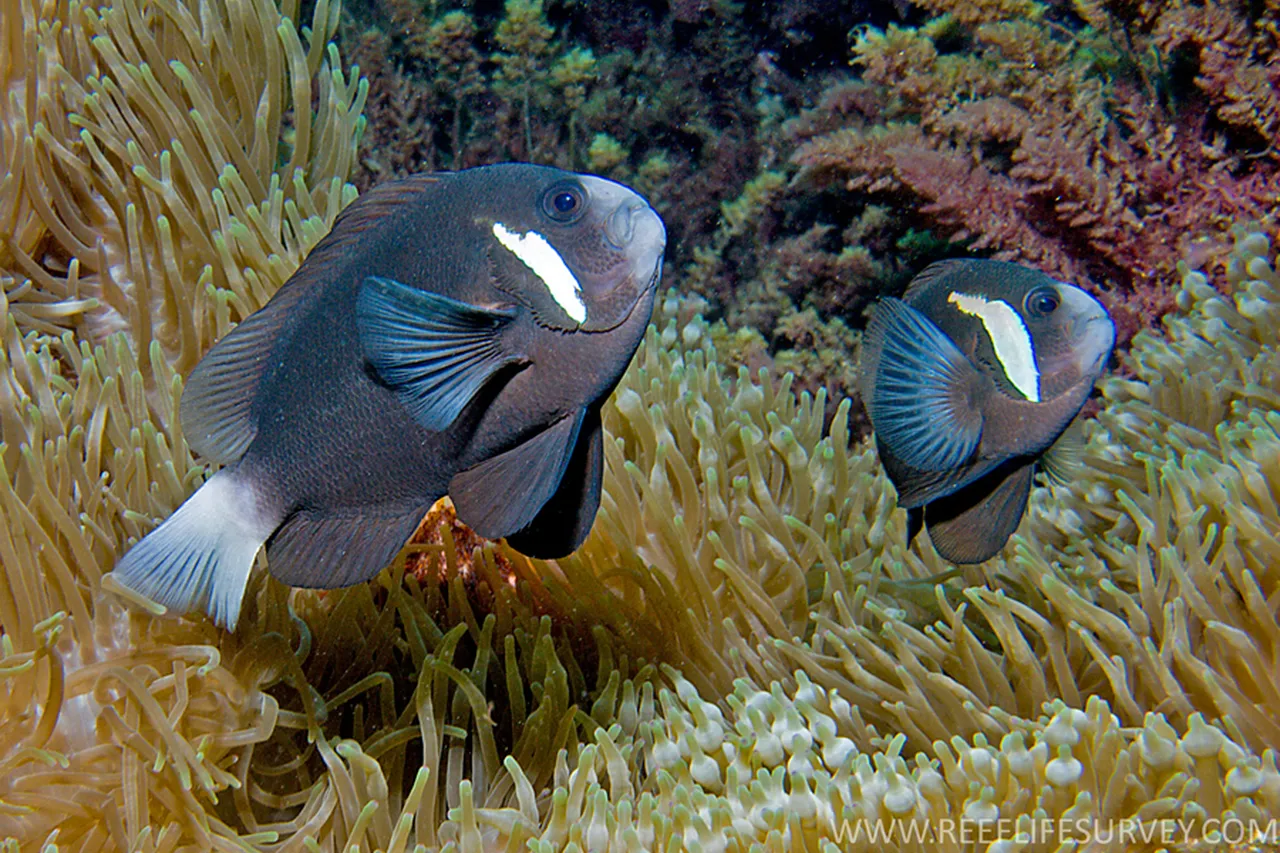Amphiprion mccullochi pareja