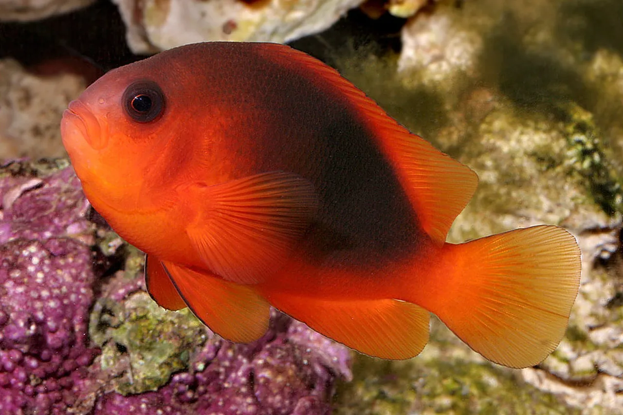 Amphiprion ephippium