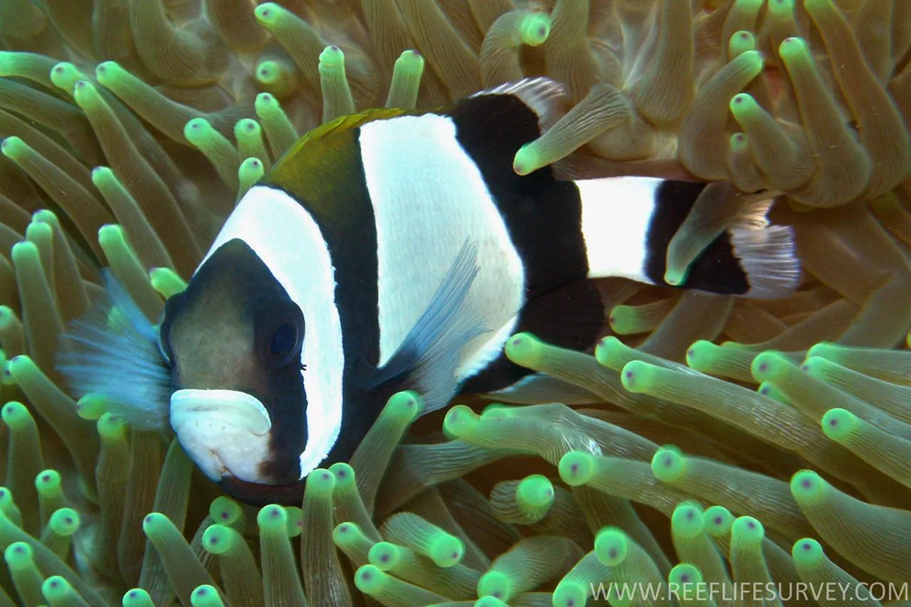Amphiprion latezonatus Norfolk