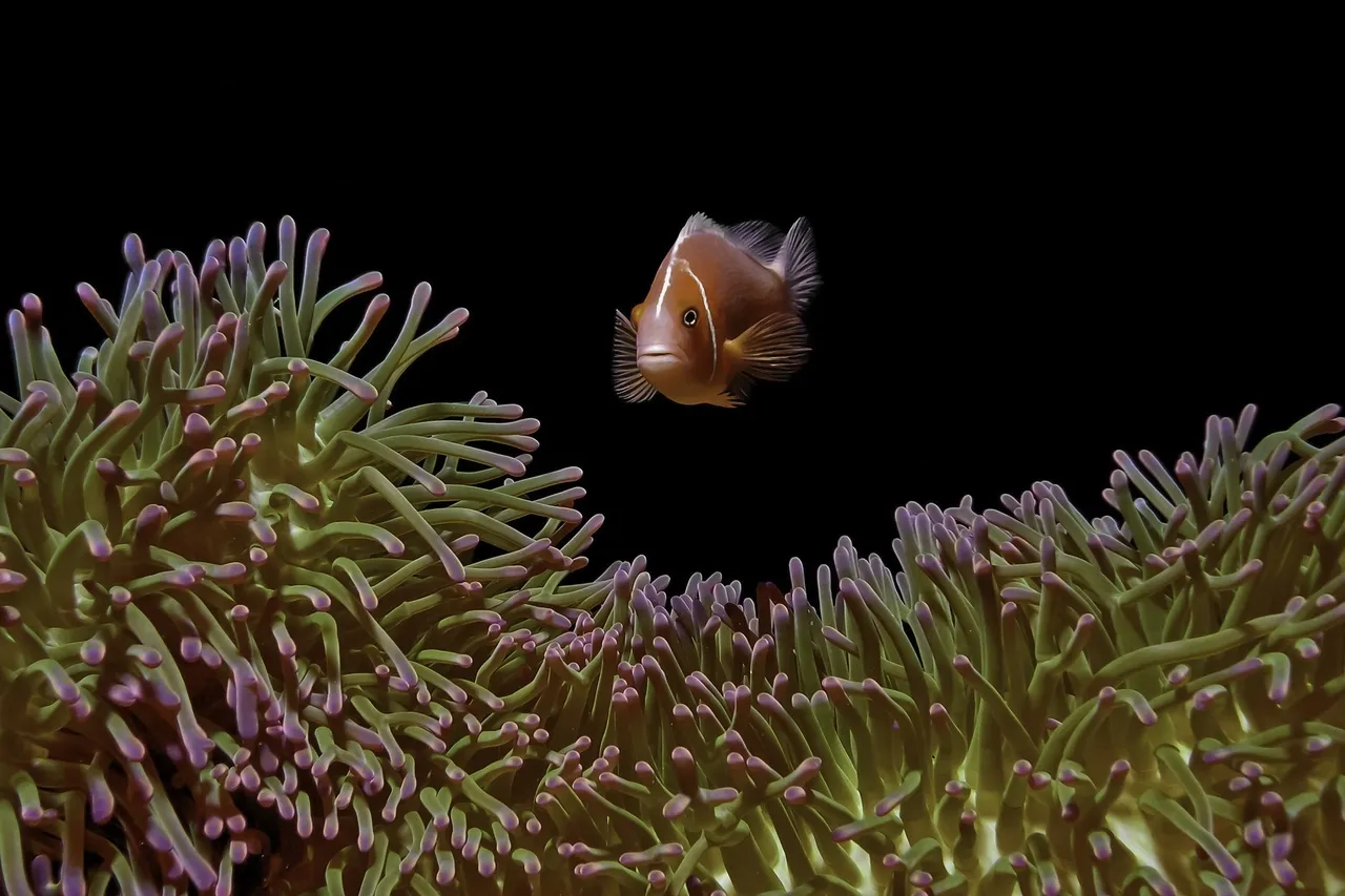 Pink anemonefish BWP