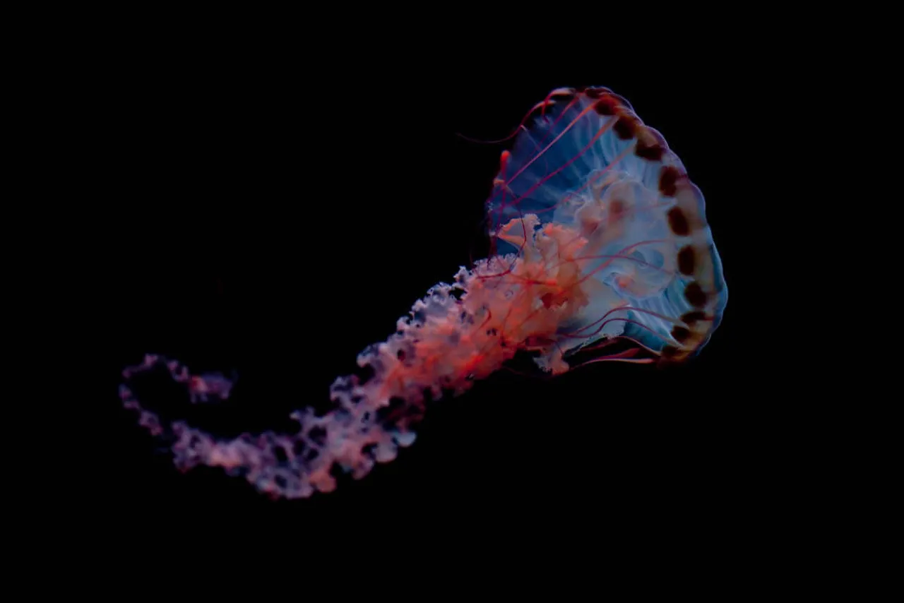 Locomotion in the ocean: how sea animals move - part 2