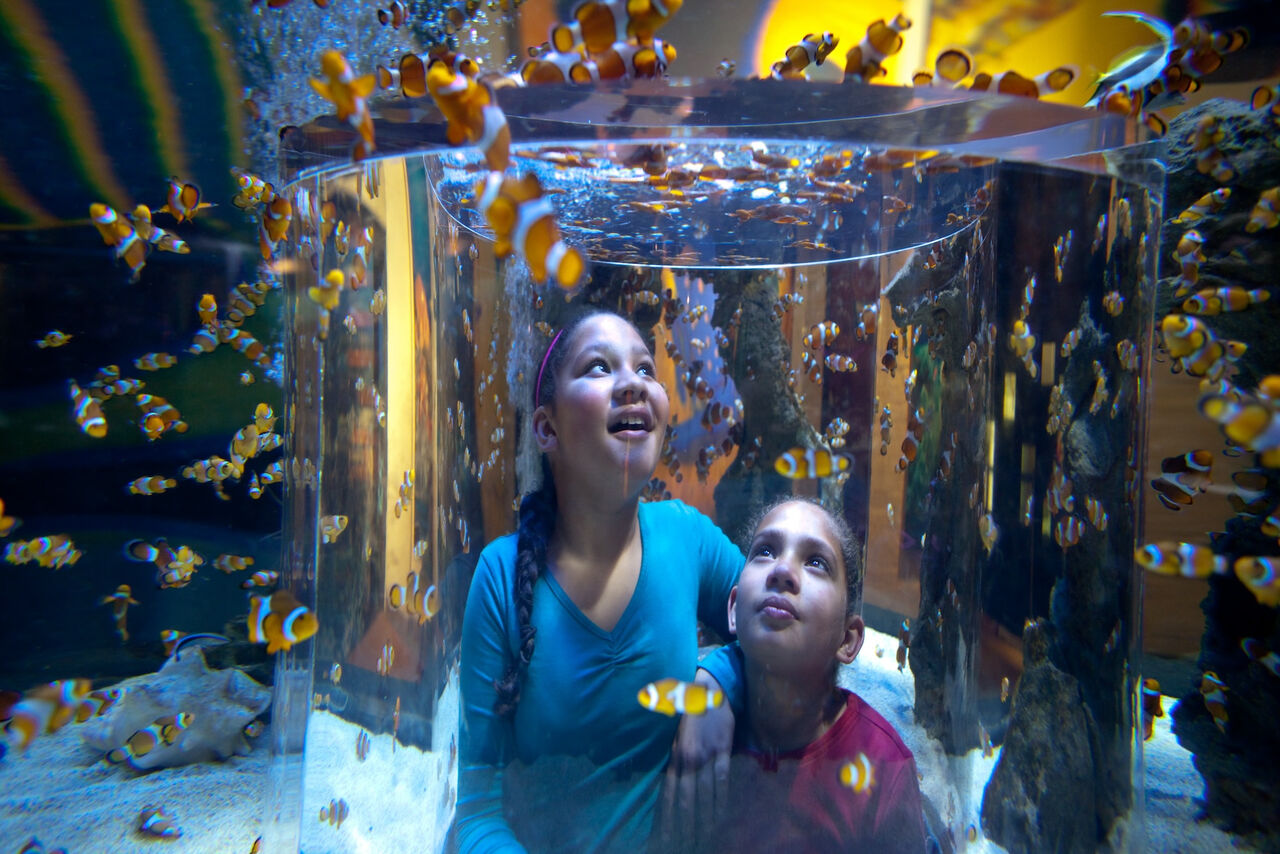 10 fishy friends to find at the Two Oceans Aquarium (after you’ve found Nemo)