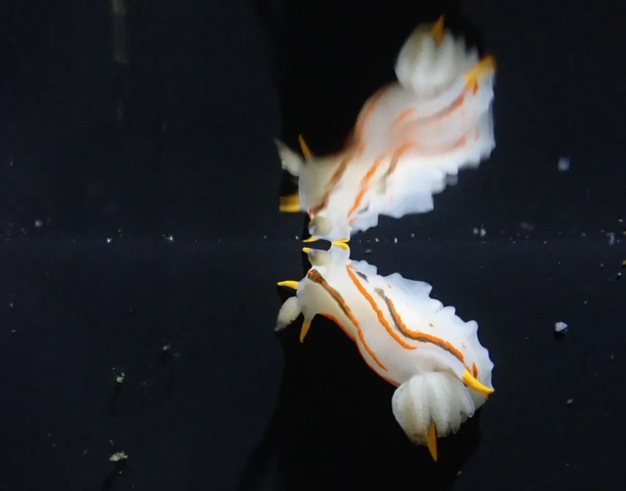 Meet the crowned nudibranchs at the Two Oceans Aquarium