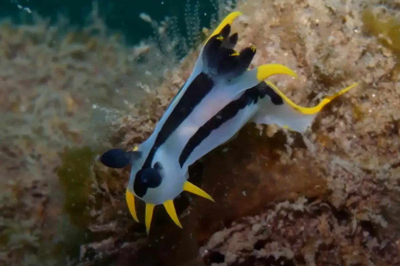 Credit: Animalia.bio (CC BY-SA 2.0 DEED)