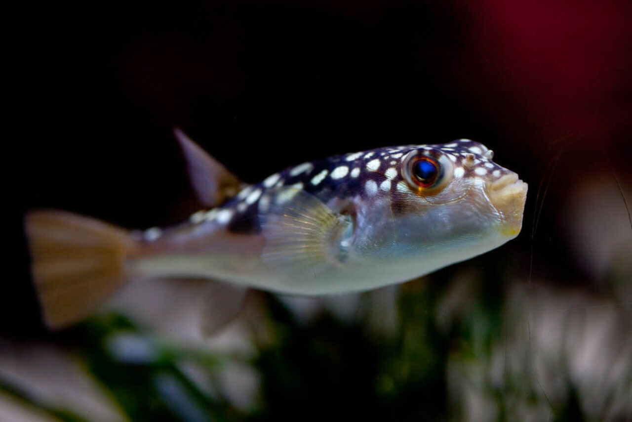 Calling all fish fanatics: the fins of fish online course