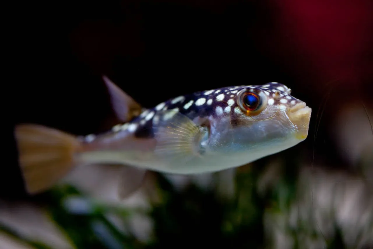 Calling all fish fanatics: the fins of fish online course