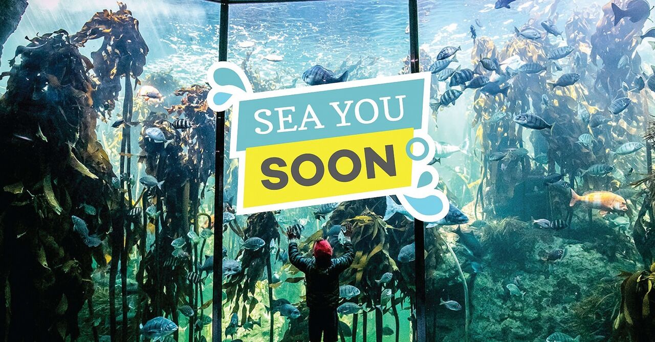 Sea you soon: buy an aquarium ticket or membership in advance of our reopening and help us keep our