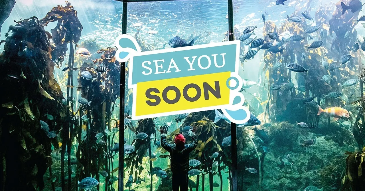 Sea you soon: buy an aquarium ticket or membership in advance of our reopening and help us keep our