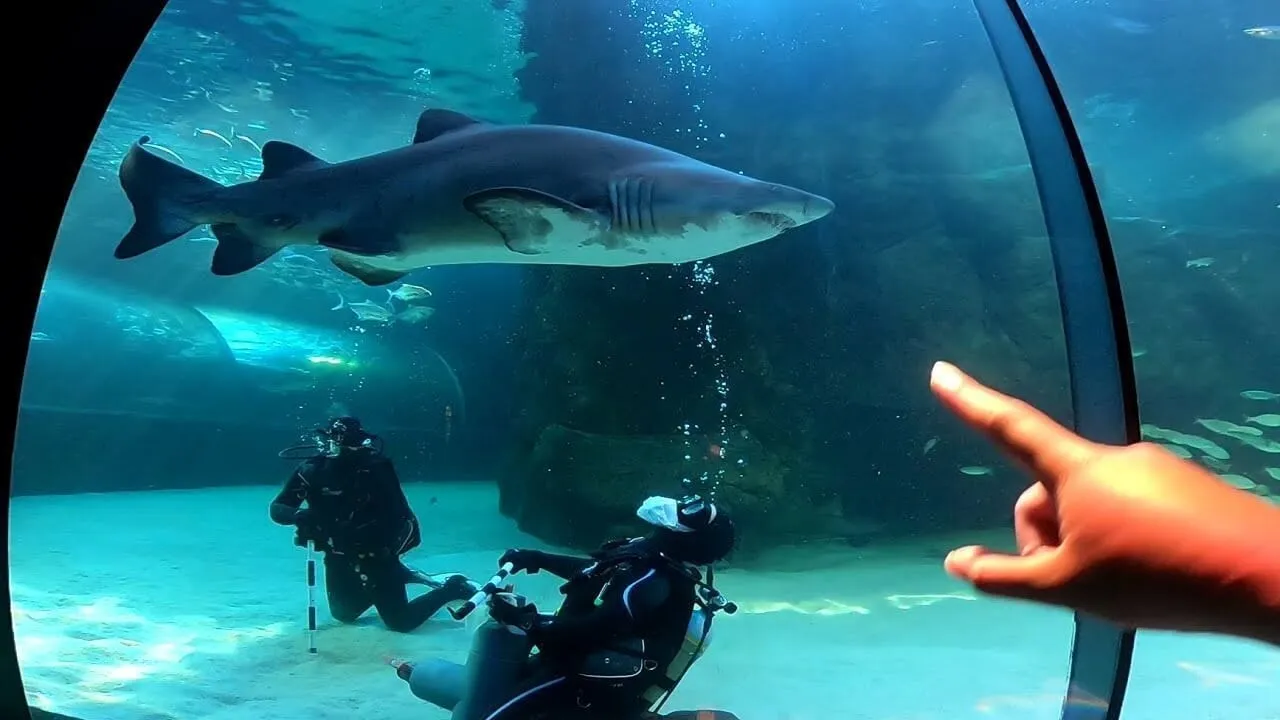 Social distancing with sharks an quick (legal) beach visits - all in a day's work at the aquarium