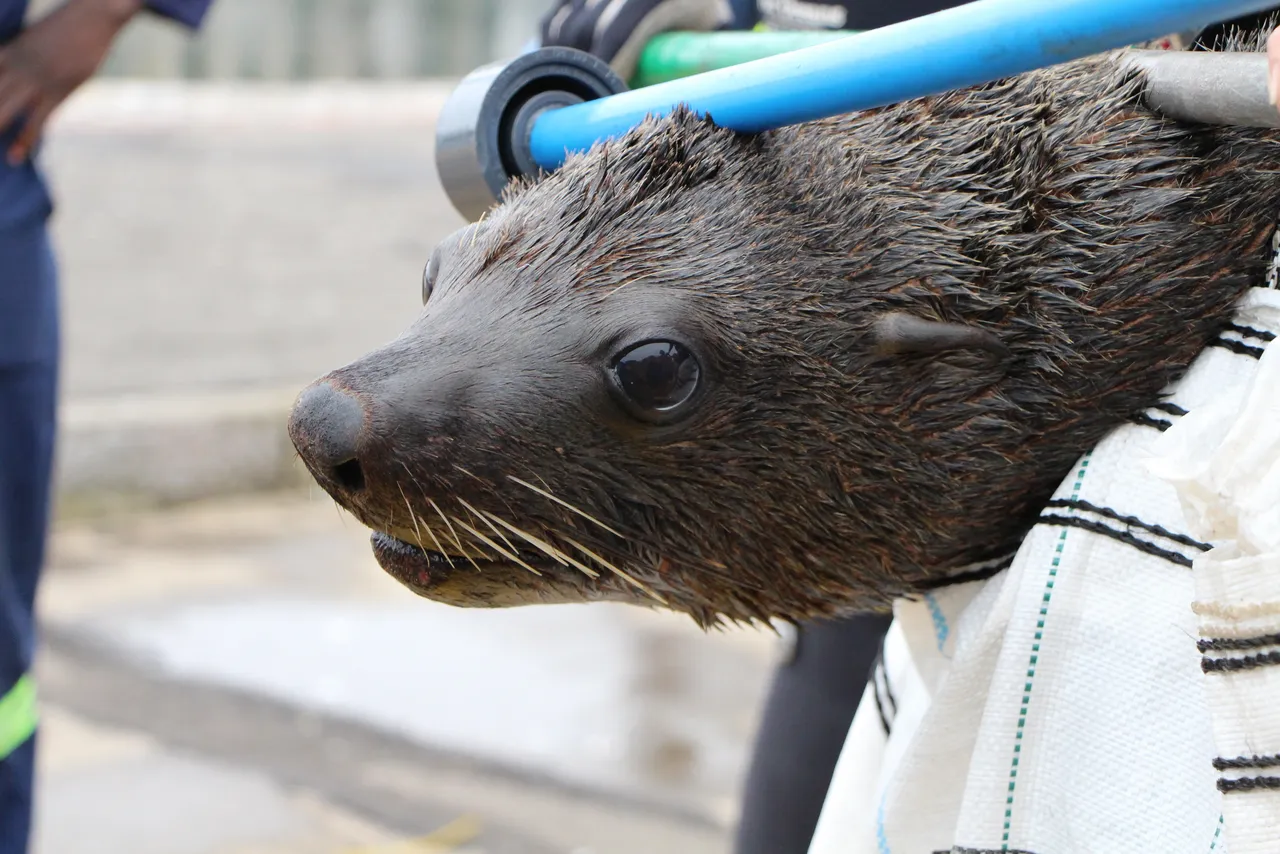Mammoth seal rescue from the dry dock