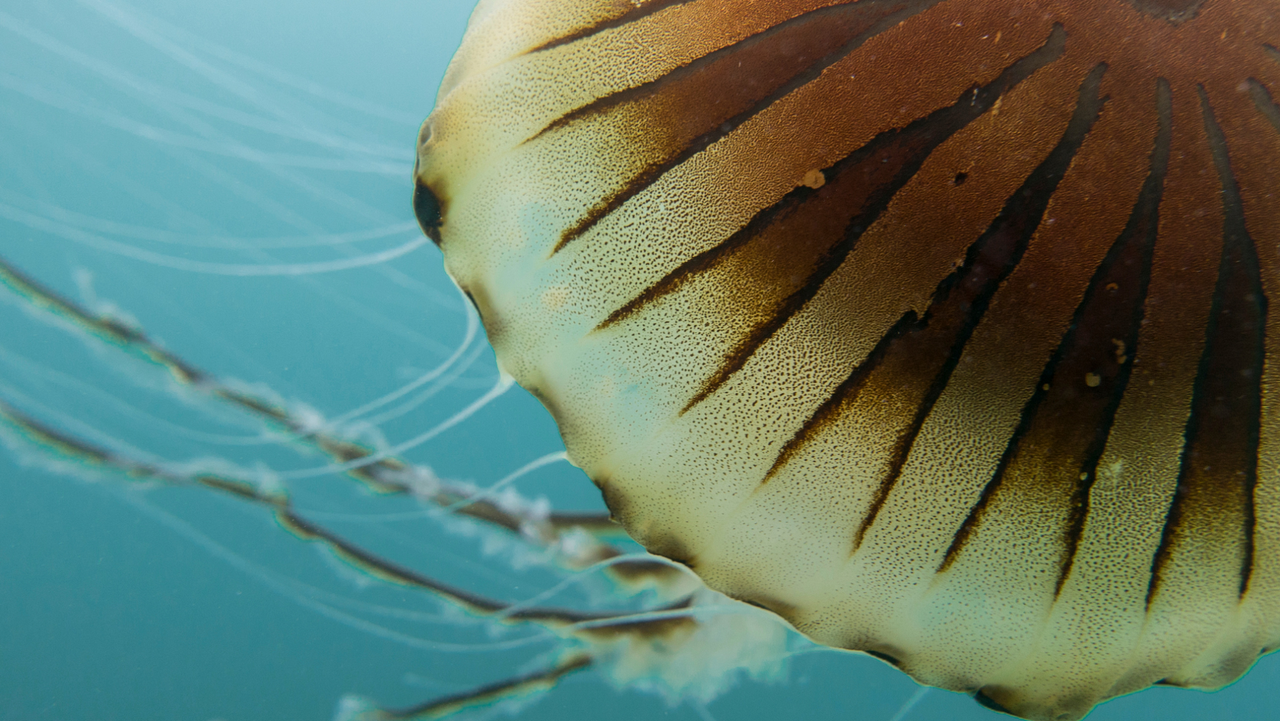 Grade 10 to 12 marine sciences course - official school subject now offered online