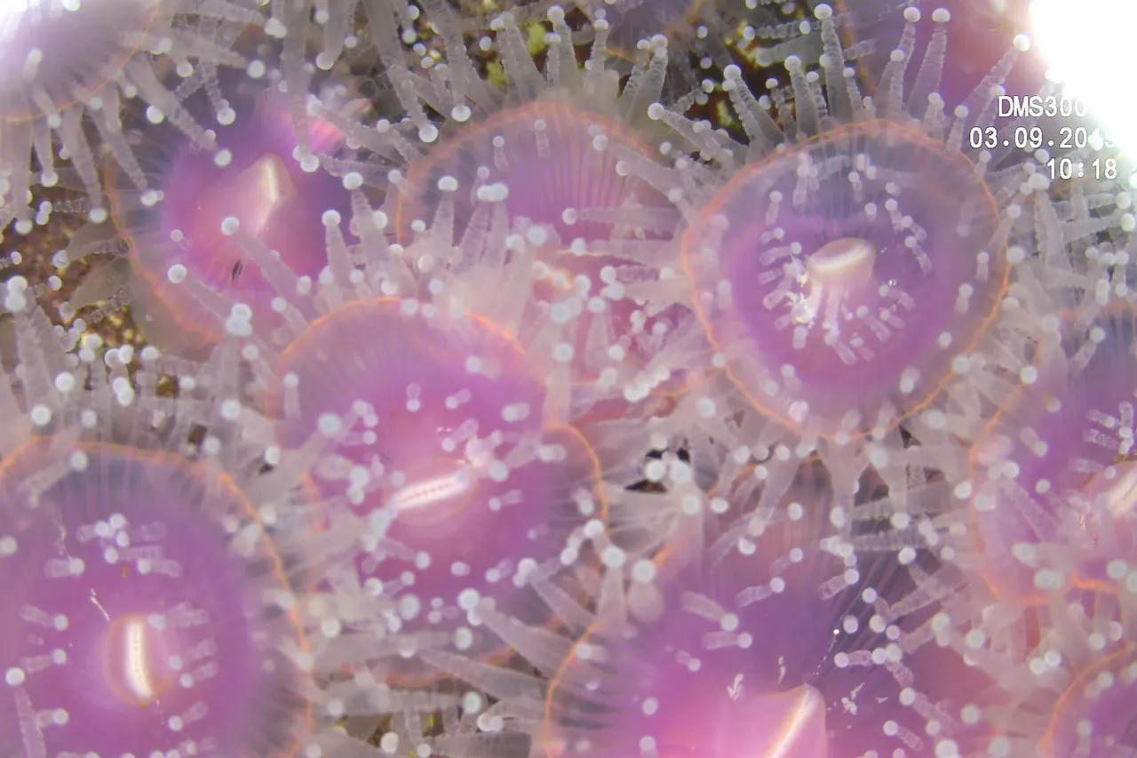 New Microscope2019 17