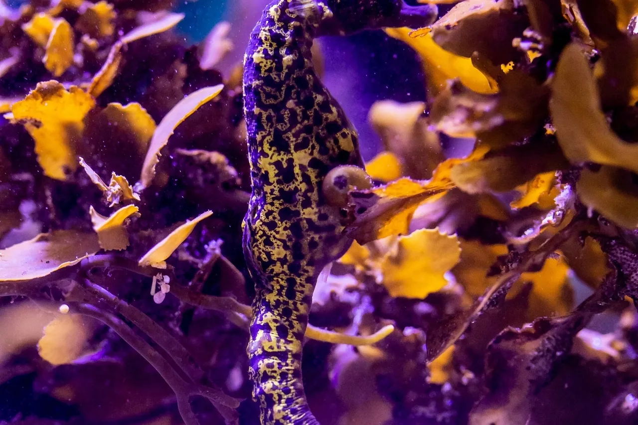 Knysnaseahorse