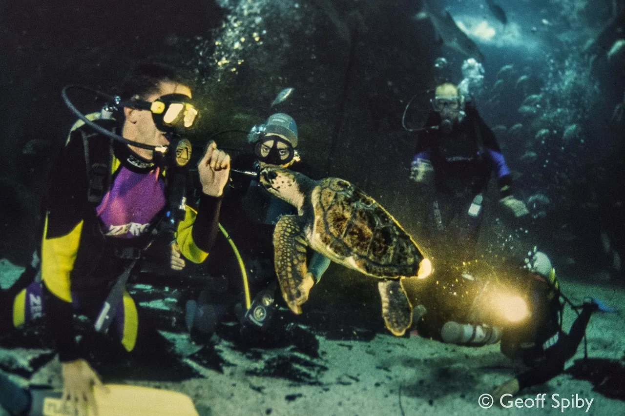 Yoshi juvenile Geoff Spiby jpegwatermark