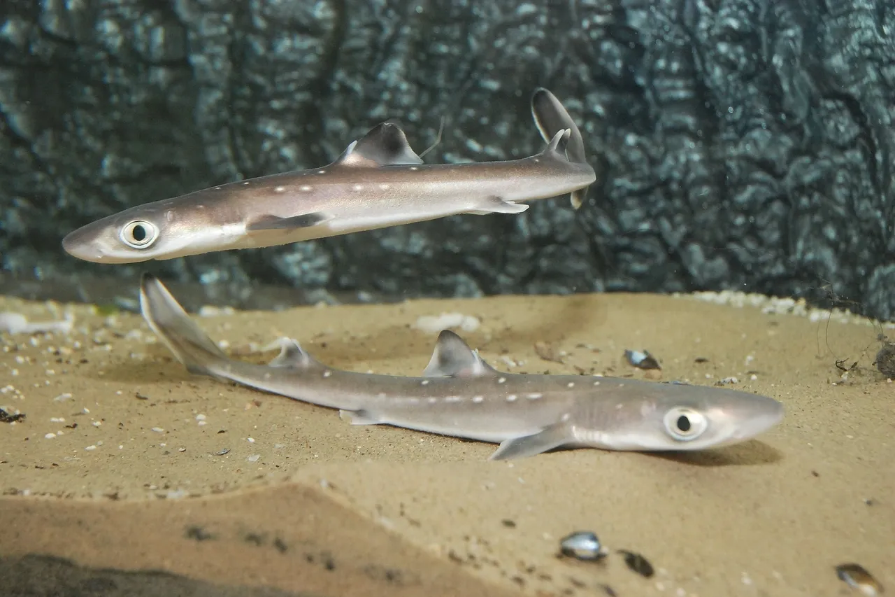 Ecomare doornhaai doornhaai 814 sw