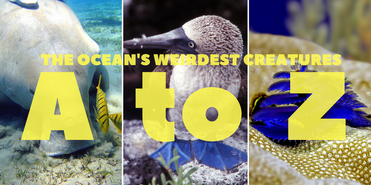The a-z of weird ocean creatures