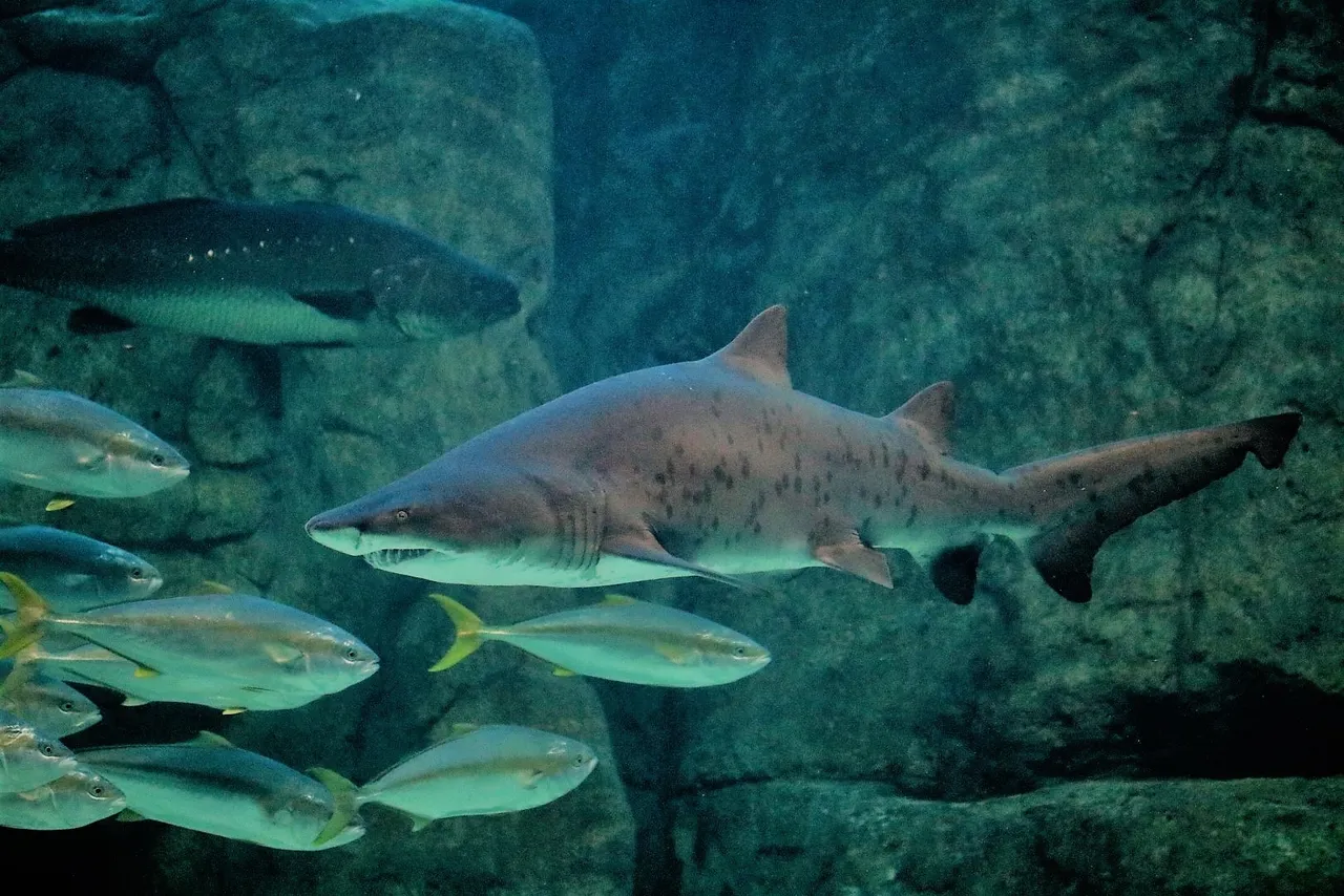 Shark showcase: spotted ragged-tooth shark