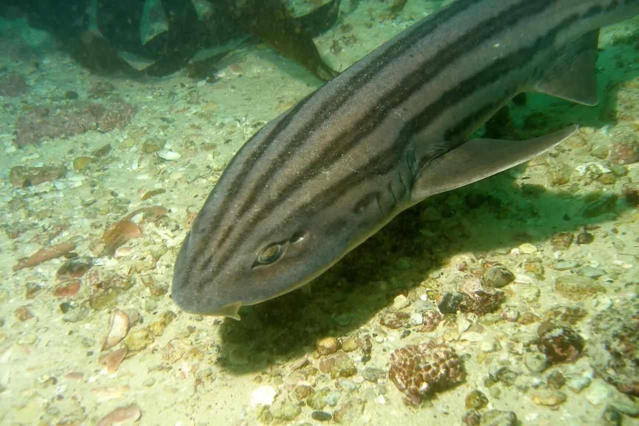 Poroderma africanum cape town