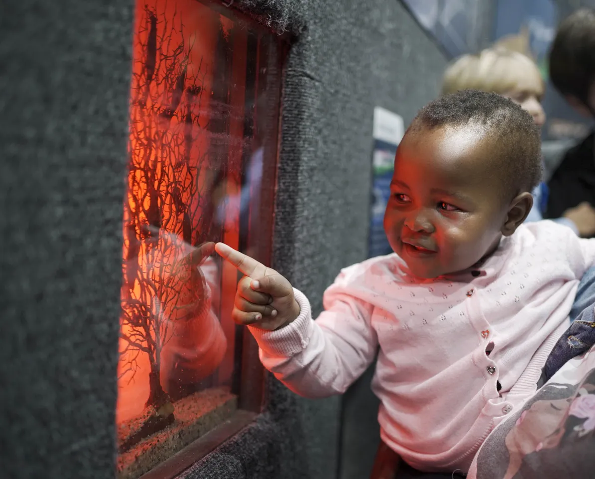 Ocean egg-stravaganza: Which marine animals lay eggs?