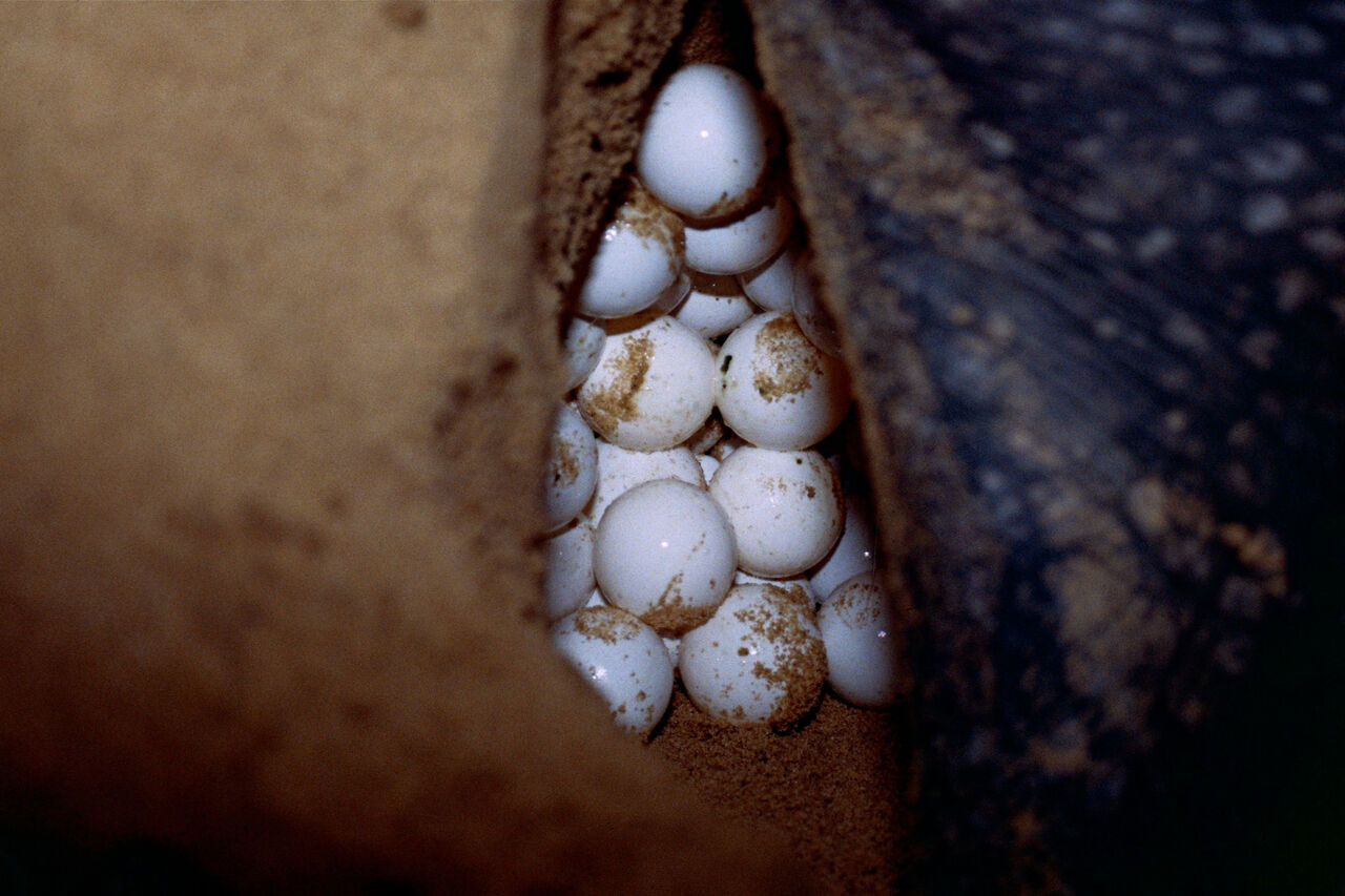 10629570803 62da37a8e6 o