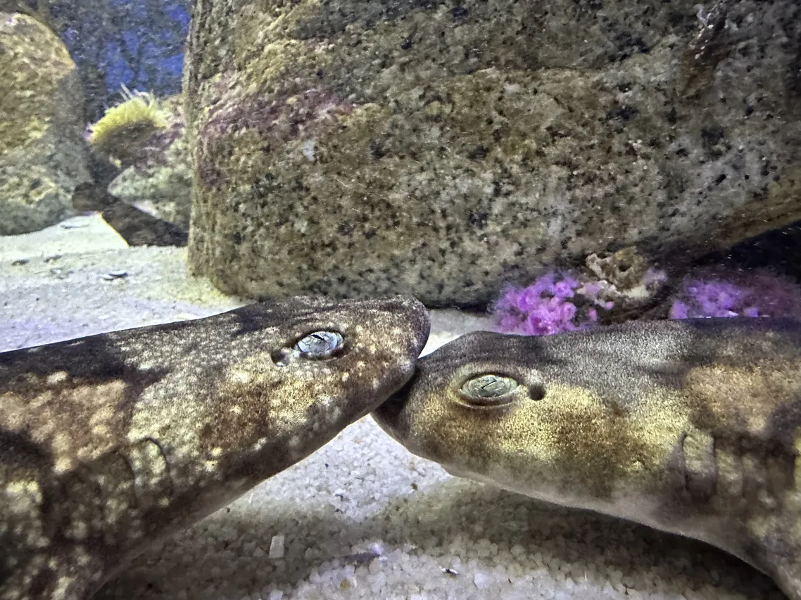 Puffadder shysharks copy