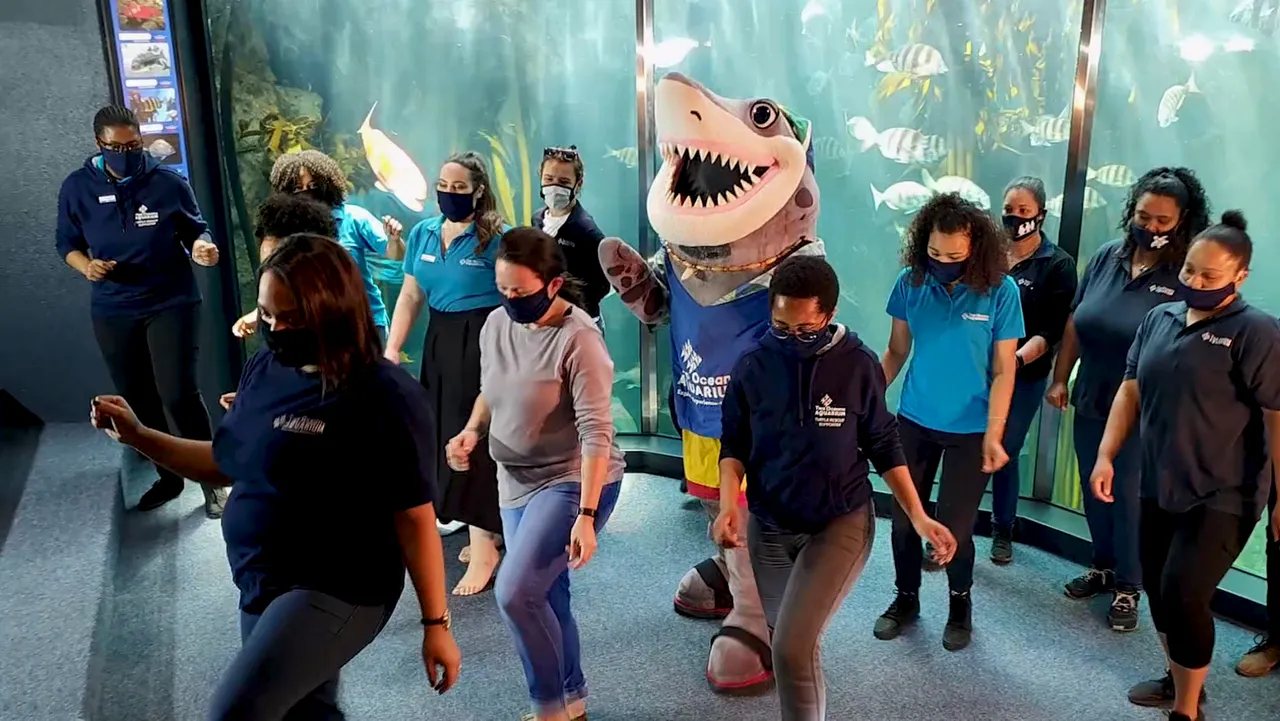 Jerusalema challenge at the two oceans aquarium