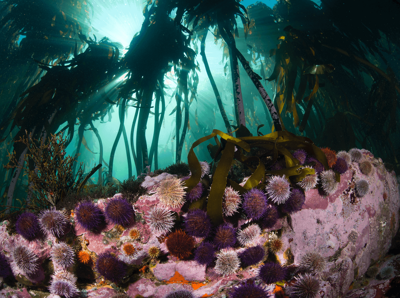 The importance of community - a human and animal perspective