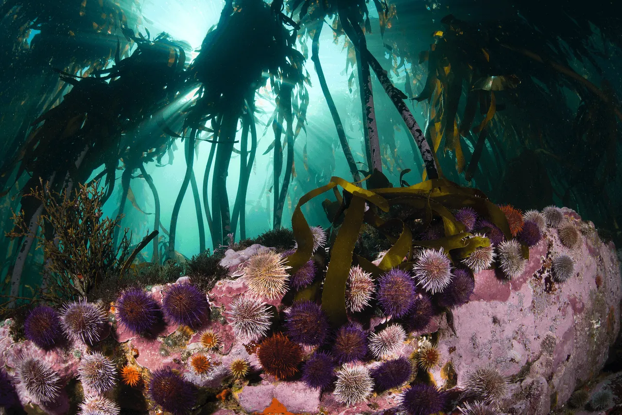 Screenshot 2020 04 17 at 10 19 54